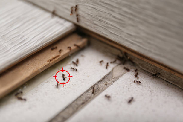 Best Insect Control  in River Rouge, MI