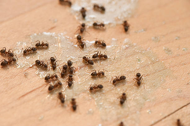 Best Mosquito Control Services  in River Rouge, MI