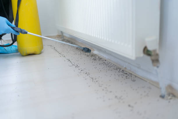 Best Flea Control Services  in River Rouge, MI